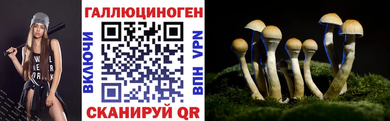 где купить   Плёс  гидра ссылка  Псилоцибиновые грибы мицелий 